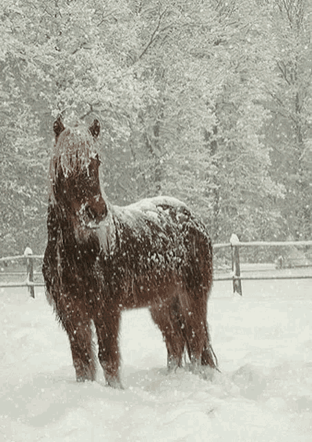 a horse is standing in the snow covered field