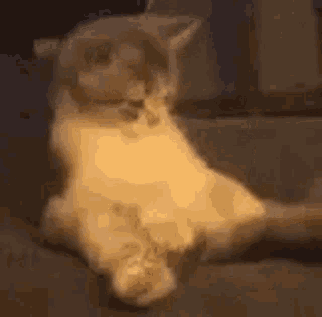 a kitten is sitting on its hind legs on a table .