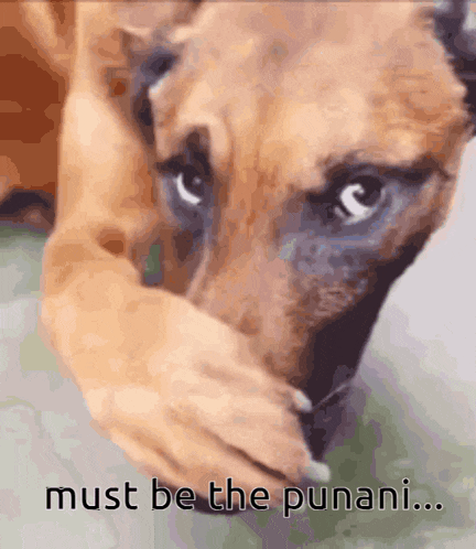 a dog covering its face with its paw with the words must be the punani