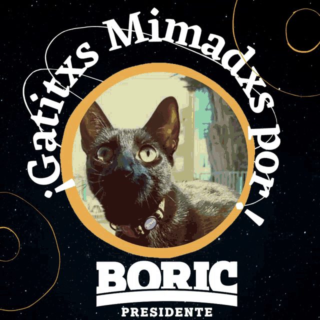 a picture of a black cat with the name boric on the bottom