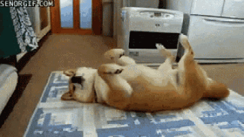 Doge Lazy GIF - Doge Lazy Laying GIFs
