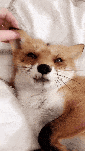 a close up of a person petting a fox laying on a bed