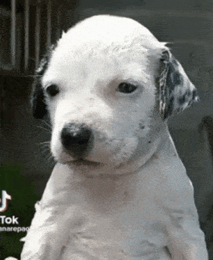 a close up of a dalmatian puppy looking at the camera with a tik tok logo in the corner