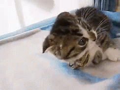 Gato Mala GIF - Cat Annoyed Stop GIFs