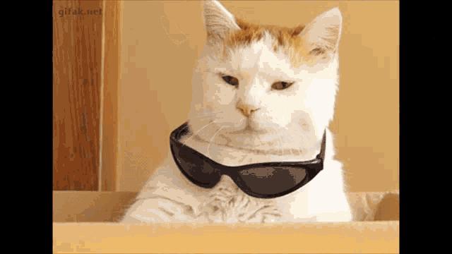 a cat wearing sunglasses is laying in a box