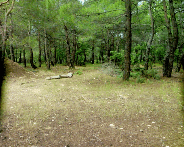 a forest with lots of trees and a fallen log in the middle