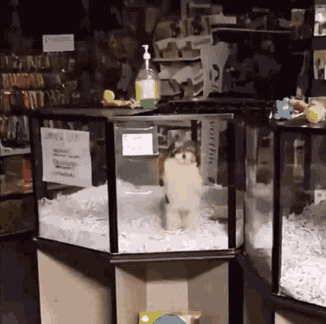 a small dog is standing in a glass cage at a pet store ..