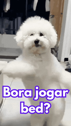 a small white dog standing on its hind legs with bora jogar bed written in purple letters