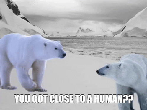 Polar Bearz Polar Bears GIF