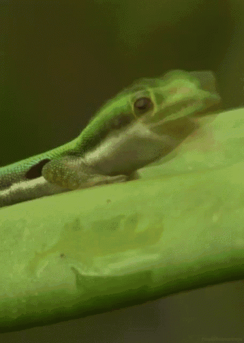a close up of a green lizard on a green leaf