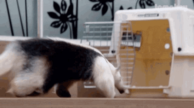 a black and white animal is standing next to a kennel that says ' tomley ' on it
