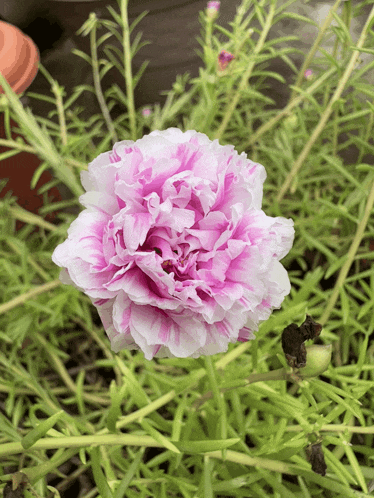 a close up of a pink flower surrounded by green leaves