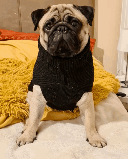 a pug dog wearing a black sweater stands on a bed