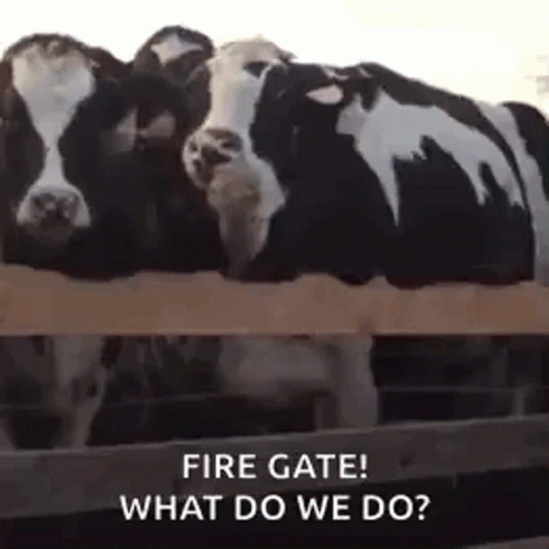 Cows Fire Gate GIF - Cows Fire Gate What Do We Do GIFs
