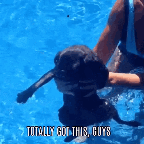 a person is holding a dog in a swimming pool with the words totally got this guys below it