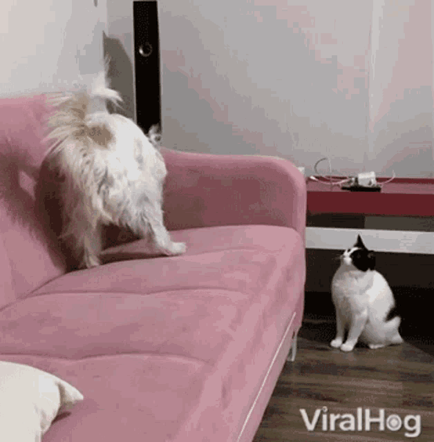 Dog Viralhog GIF - Dog Viralhog Dig GIFs