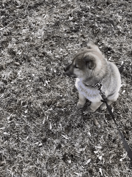 a puppy wearing a fur scarf is sitting on a leash in the grass .