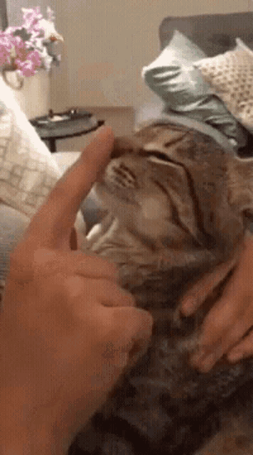 a person petting a cat on a couch with flowers in the background
