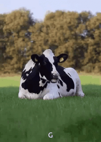 Cow Funny GIF