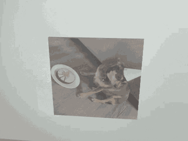 two pictures of a dog are hanging on a white wall