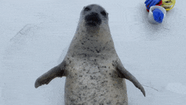 Seal Baybee GIF - Seal Baybee Clap GIFs