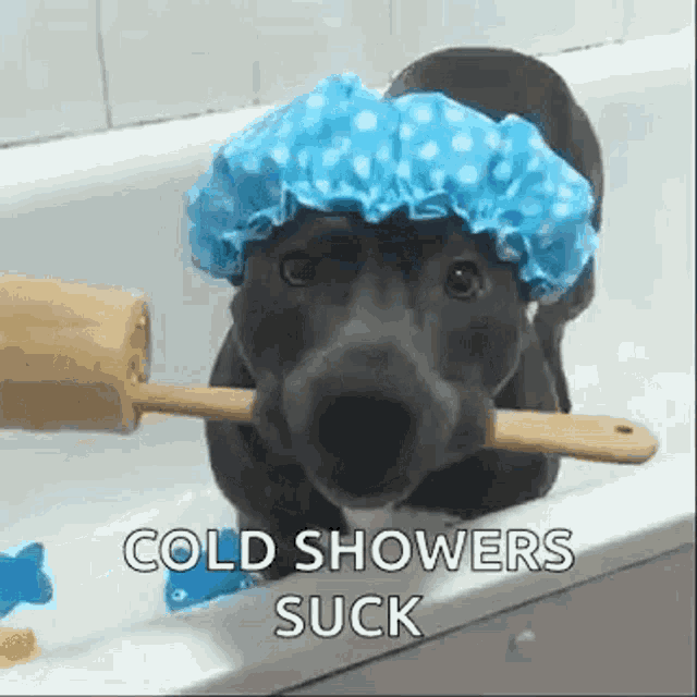 a dog wearing a shower cap and holding a broom in its mouth .