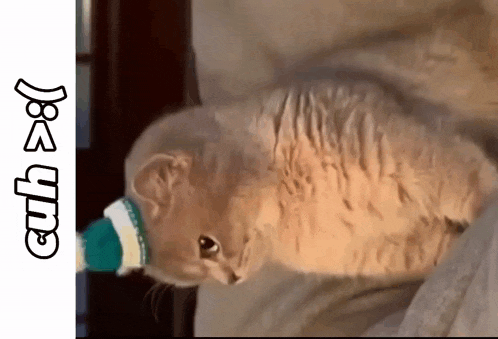 a cat wearing a green hat is laying on a bed next to the words cub