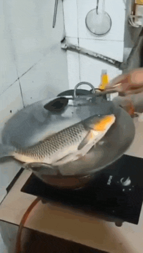 a large fish is being cooked in a frying pan on a stove .