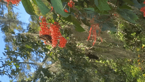 a butterfly is sitting on a flower in a tree