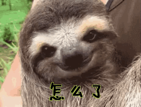 a close up of a sloth 's face with chinese writing above it