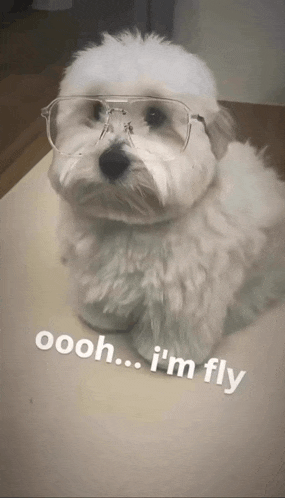 a small white dog wearing glasses with the caption oooh i 'm fly below it
