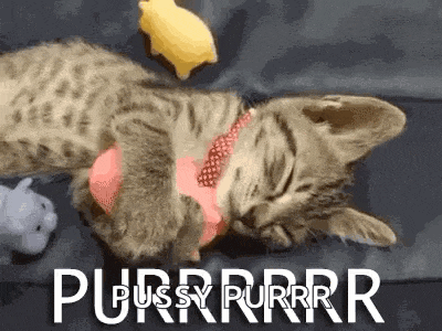 a cat wearing a pink collar is sleeping on a couch with the words pussy purrr written above it .