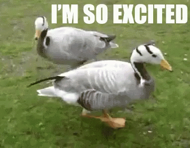 Excited Emocionado GIF - Excited Emocionado Duck GIFs
