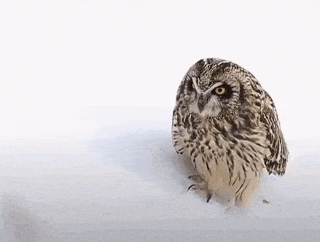 a small owl is sitting in the snow on a white background .