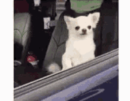 a white chihuahua is sitting in the back seat of a car looking out the window .