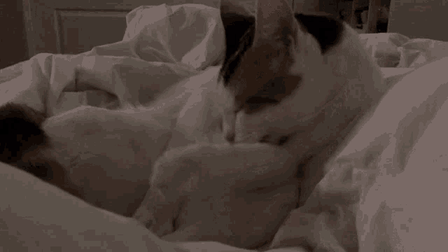 Cat Hoshi GIF - Cat Hoshi Lick GIFs