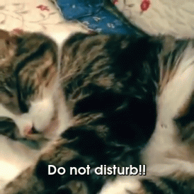 Whatever You Do, Do Not Wake Up This Cat! GIF - Cats GIFs