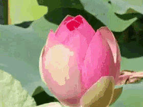 a close up of a pink lotus flower with a green background