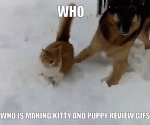Kitty Review Puppy Review GIF - Kitty Review Puppy Review GIFs