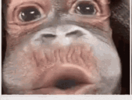 a close up of a monkey 's face with its mouth wide open .