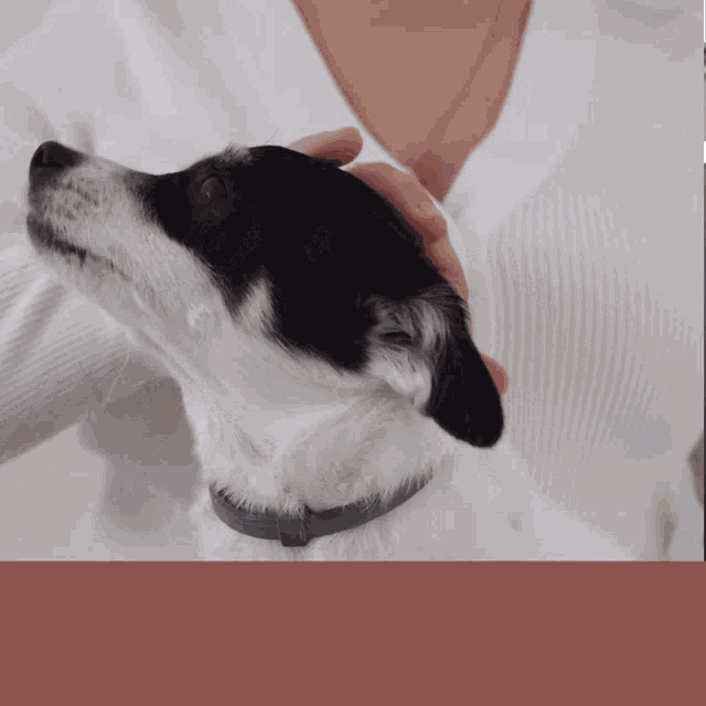Moving With Pets GIF - Moving With Pets GIFs
