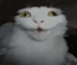 a white cat with yellow eyes is making a surprised face .