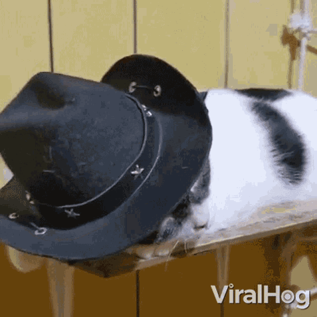 Cat Burglar Viralhog GIF - Cat Burglar Viralhog Bank Robber Kitty GIFs