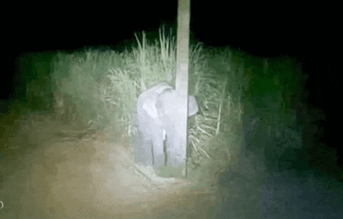 an elephant is sticking its head through a pole in the dark .