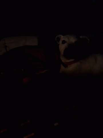 Good Night Dog GIF - Good Night Dog Puppy GIFs