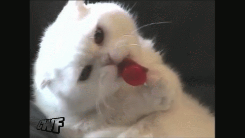 Cat Licks Lollipop GIF - Cat Lollipop Pets GIFs