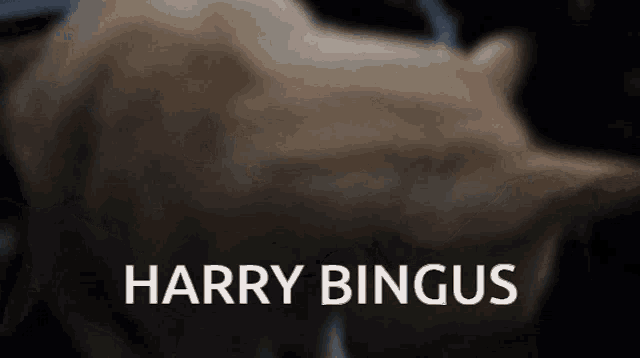 a blurry picture of a cat with the words harry bingus on the bottom right