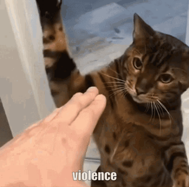 Violence Cat GIF - Violence Cat Smack GIFs