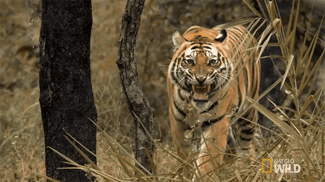 Angry Tigers Fight For Territory GIF - Angry Tigers Fight For Territory Tiger GIFs