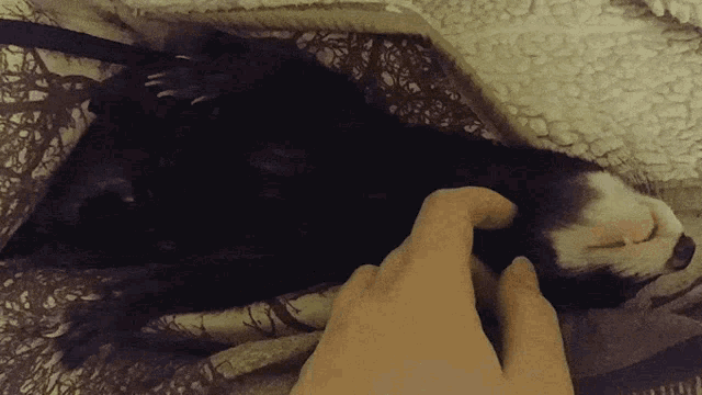 a person is petting a cat that is sleeping on a bed